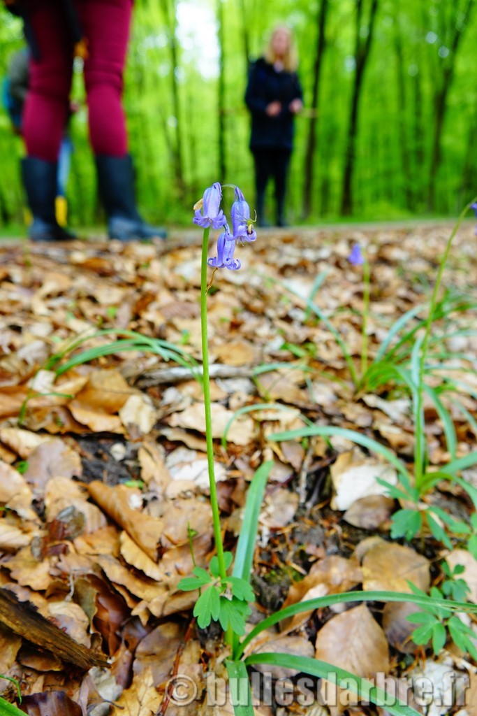 fleur violette forêt