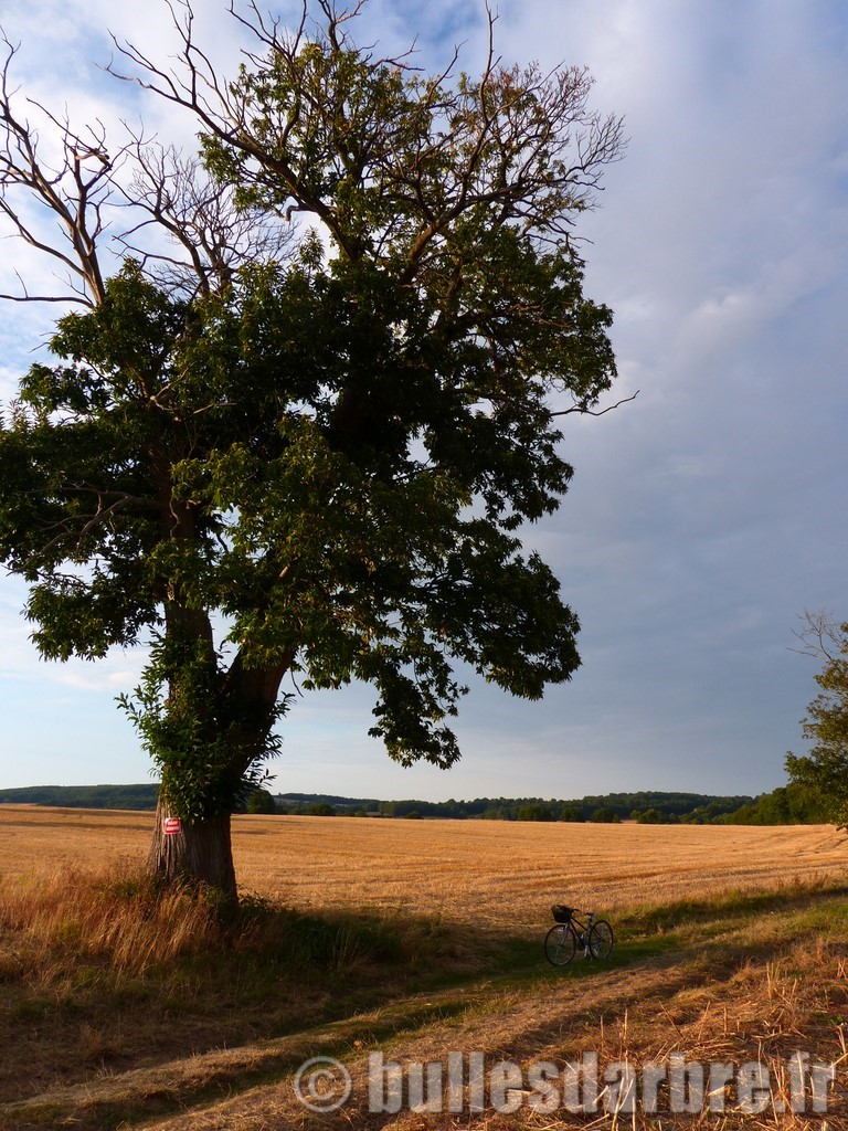 chataignier centenaire dans la campagne