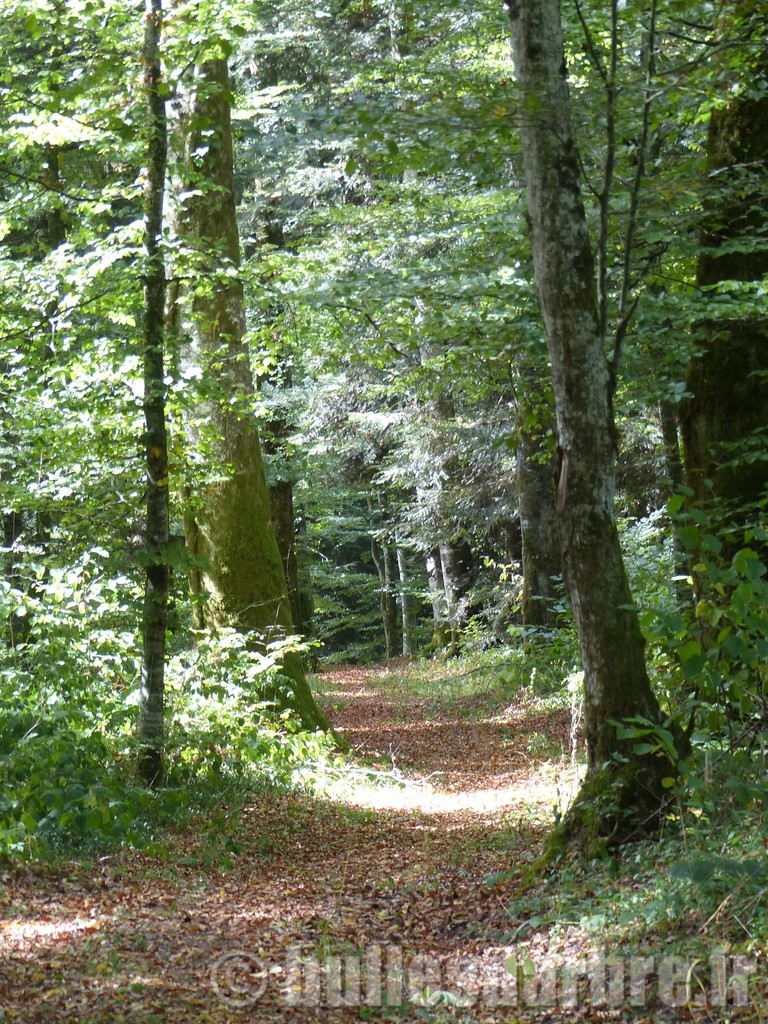chemin dans la forêt