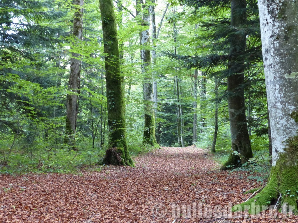 chemin dans la forêt