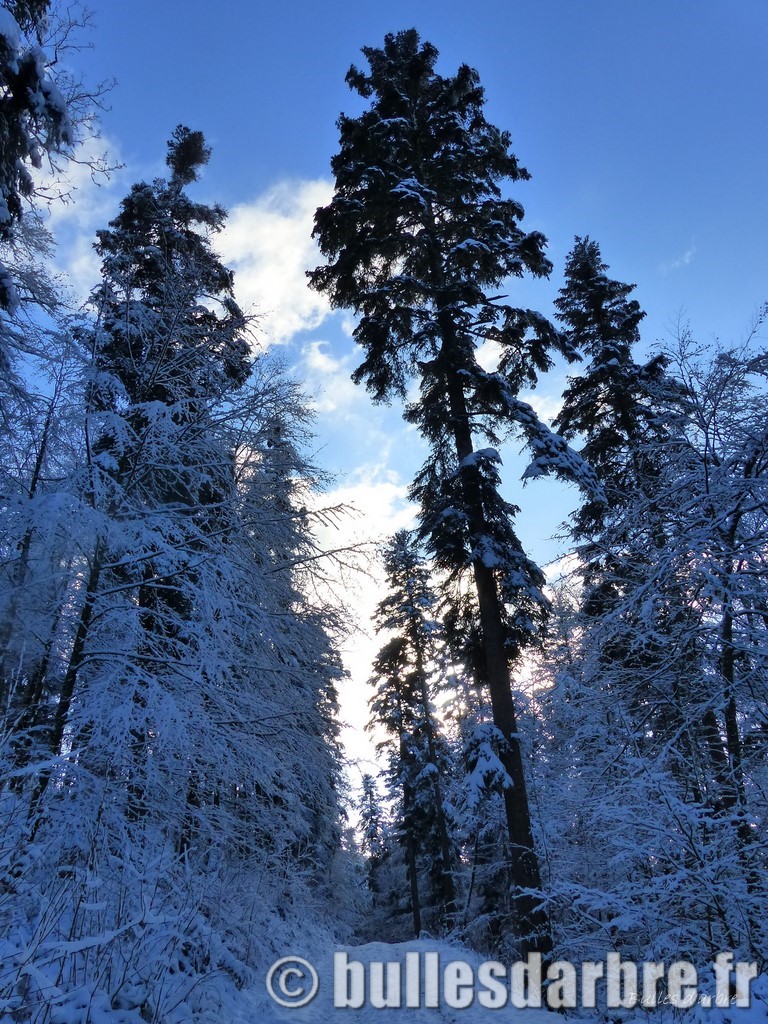 chemin foret enneigé