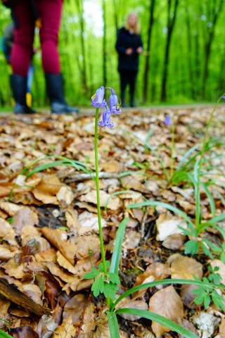 fleur violette forêt