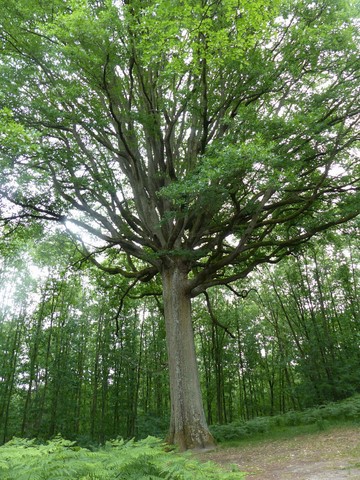 vieux chêne